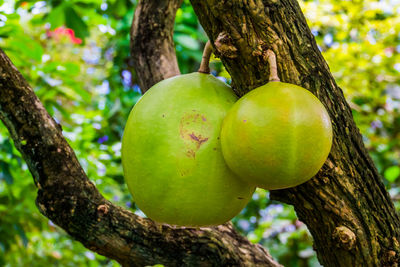 Close-up of apples on tree