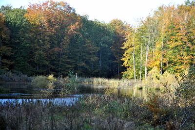 Reflection of trees in lake