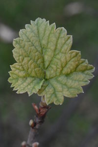 Close-up of leaf on plant at field