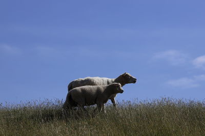 View of a sheep on field against sky