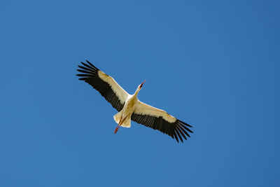 Low angle view of a bird flying