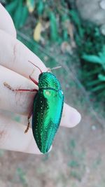 Close-up of butterfly on hand