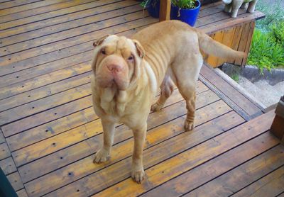 High angle view of dog standing on wood