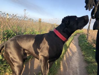 Dog looking away on field against sky