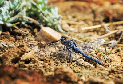 Close-up of insect