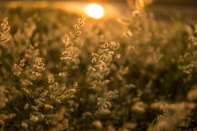 Close-up of flowering plants on field during sunset