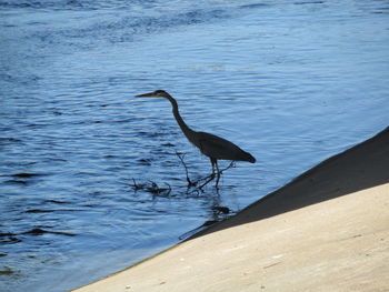 High angle view of bird perching on a sea