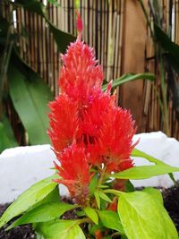 Close-up of red flower