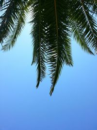 Low angle view of trees against clear sky