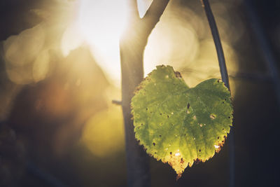 Close-up of leaves against sunlight