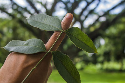 Close-up of fresh green leaves