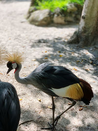 Close-up of birds on field