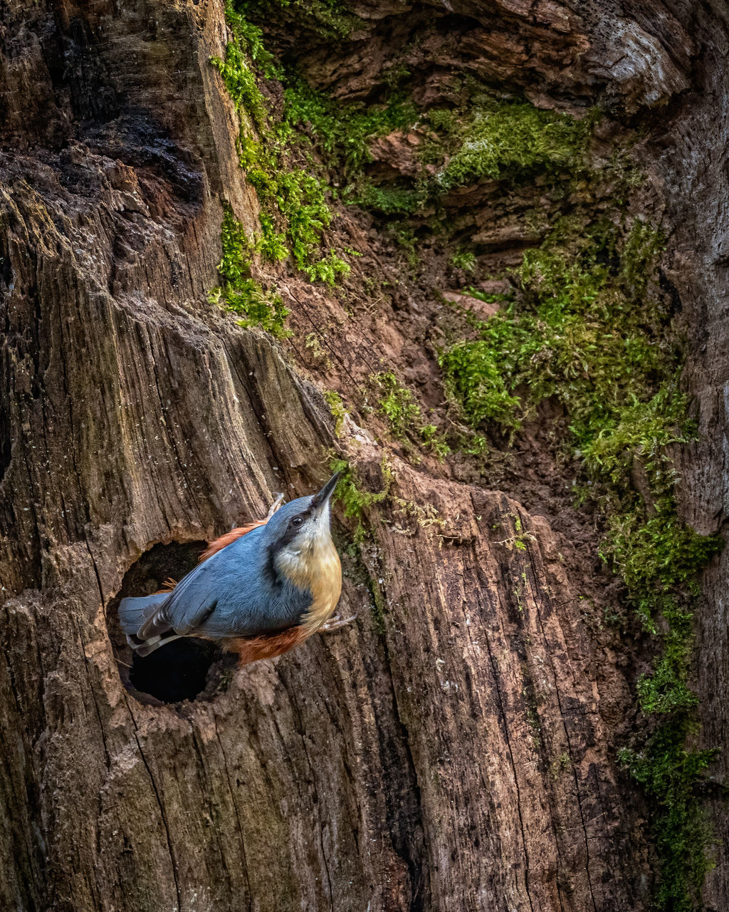 nature, animal themes, animal, animal wildlife, wildlife, one animal, bird, rock, tree, no people, plant, day, tree trunk, trunk, beauty in nature, wilderness, outdoors, leaf, perching, green, textured, land