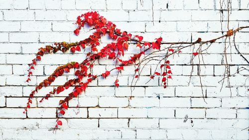 Close-up of ivy on wall