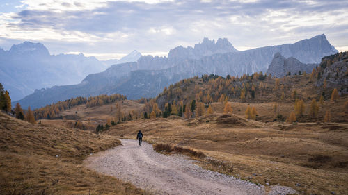 Hiker walking through alpine valley with golden larches and towering mountains, italy, europe