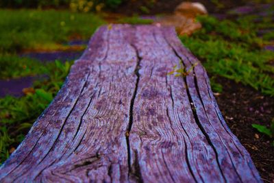 Close-up of tree trunk