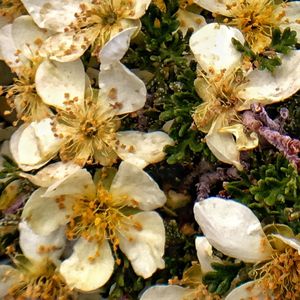 Close-up of white flowers