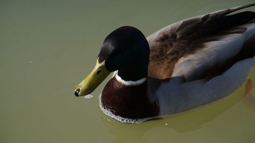 Close-up of duck swimming in lake