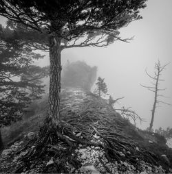 Low angle view of tree in forest