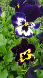 Close-up of purple flowers blooming outdoors