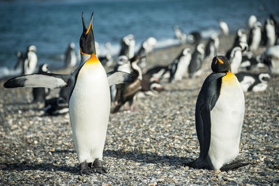 View of birds in water