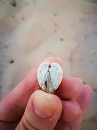 Close-up of human hand holding shell