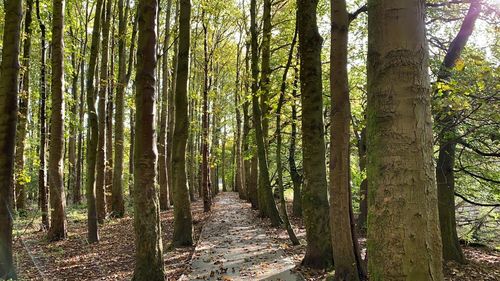 View of trees in forest