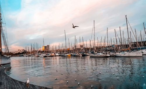 Sailboats in marina at sunset