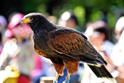 Close-up of bird perching outdoors