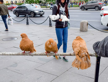 View of birds on street