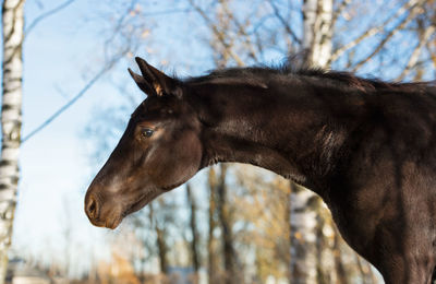 Horse standing on field