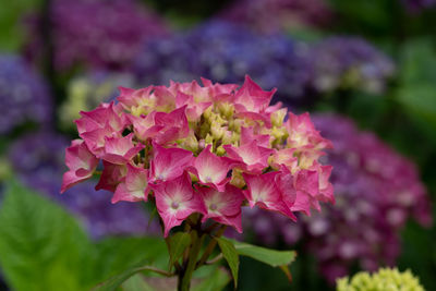 flowering plant