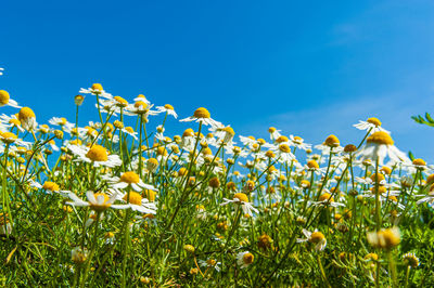 Low angle view of flowering plants on field against clear blue sky