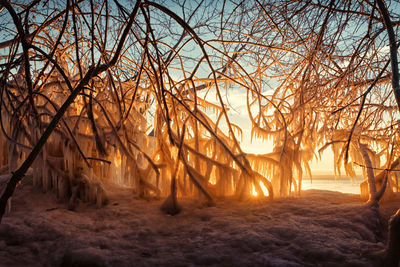 Bare trees in winter