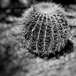 Close-up of dandelion
