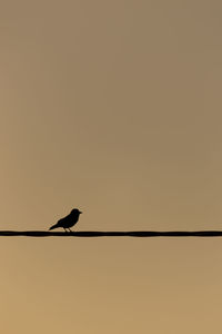 Low angle view of bird perching on cable against sky