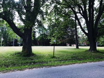 Trees on road