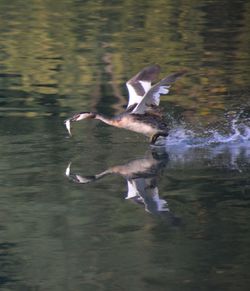 Swan flying over lake