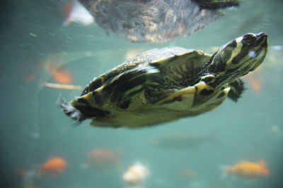 Freshwater sea little turtle swims underwater in the waves in the ocean