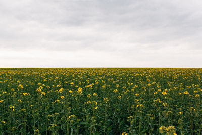 Scenic view of oilseed rape field against sky