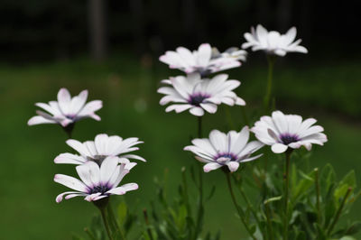 Close-up of purple crocus flowers