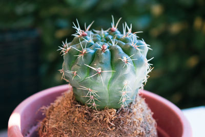 Close-up of small cactus plant