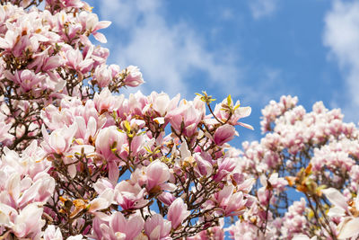 Close-up of pink cherry blossom tree