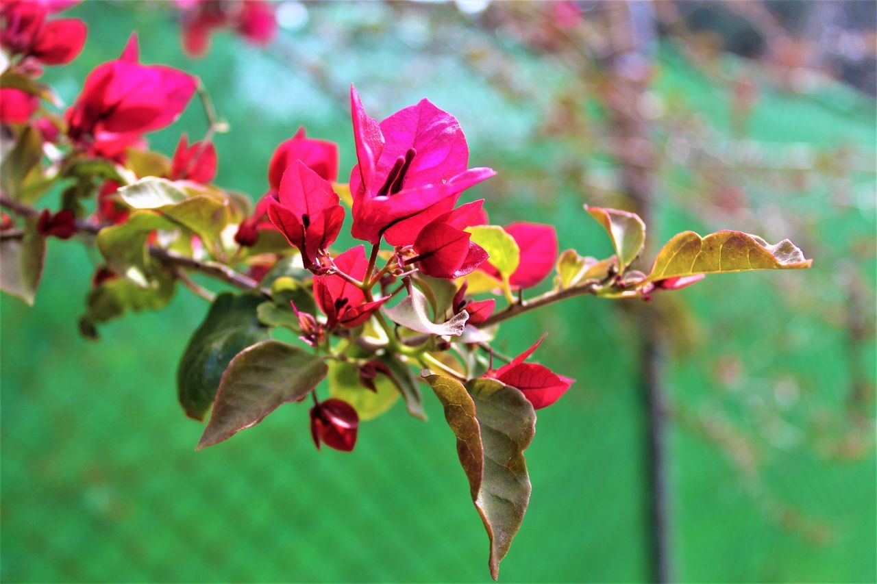 CLOSE-UP OF RED ROSE PLANT