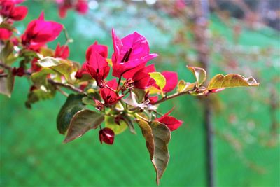 Close-up of red flowering plant