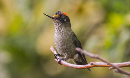 Close-up of a bird perching on branch