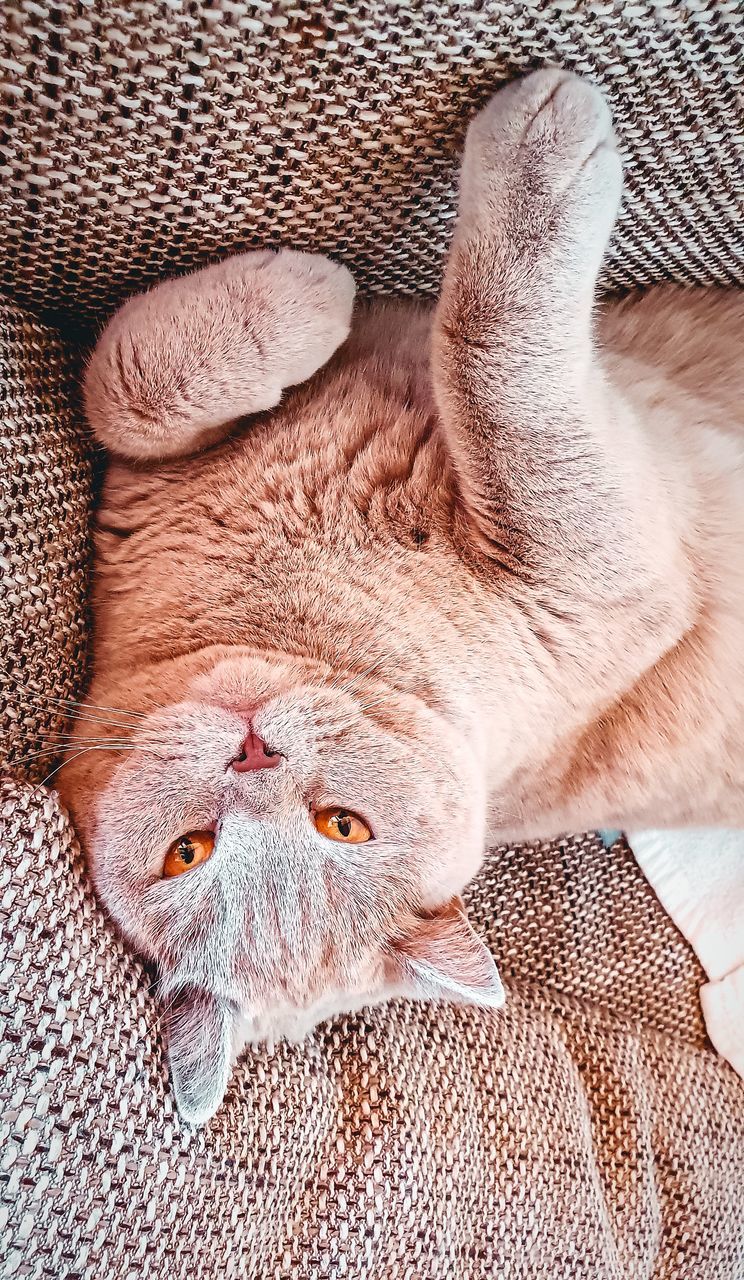relaxation, mammal, vertebrate, one animal, cat, pets, animal themes, feline, domestic, animal, domestic cat, domestic animals, resting, indoors, furniture, high angle view, lying down, no people, bed, close-up, animal head, whisker