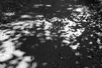 Shadow of tree on the wall