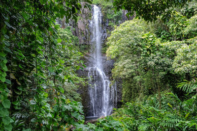 Scenic view of waterfall in forest