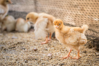 Chicks in the nursery farm